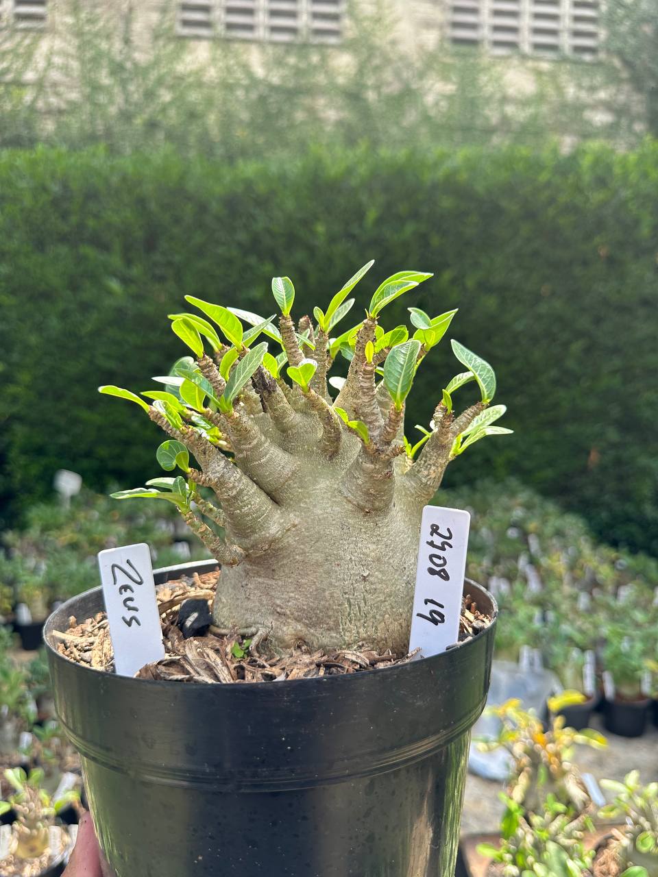 2708 19 Arabicum Zeus - Adulta