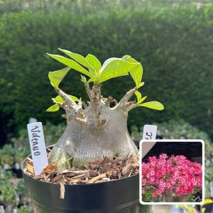 2708 20 Arabicum Volcano - Adulta