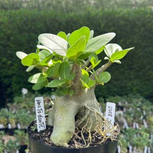 2708 24 Arabicum Mastodonte - Adulta
