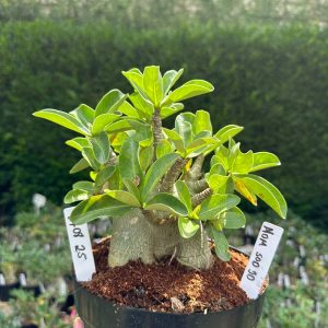 2708 25 Arabicum Nom Sod Dd - Adulta