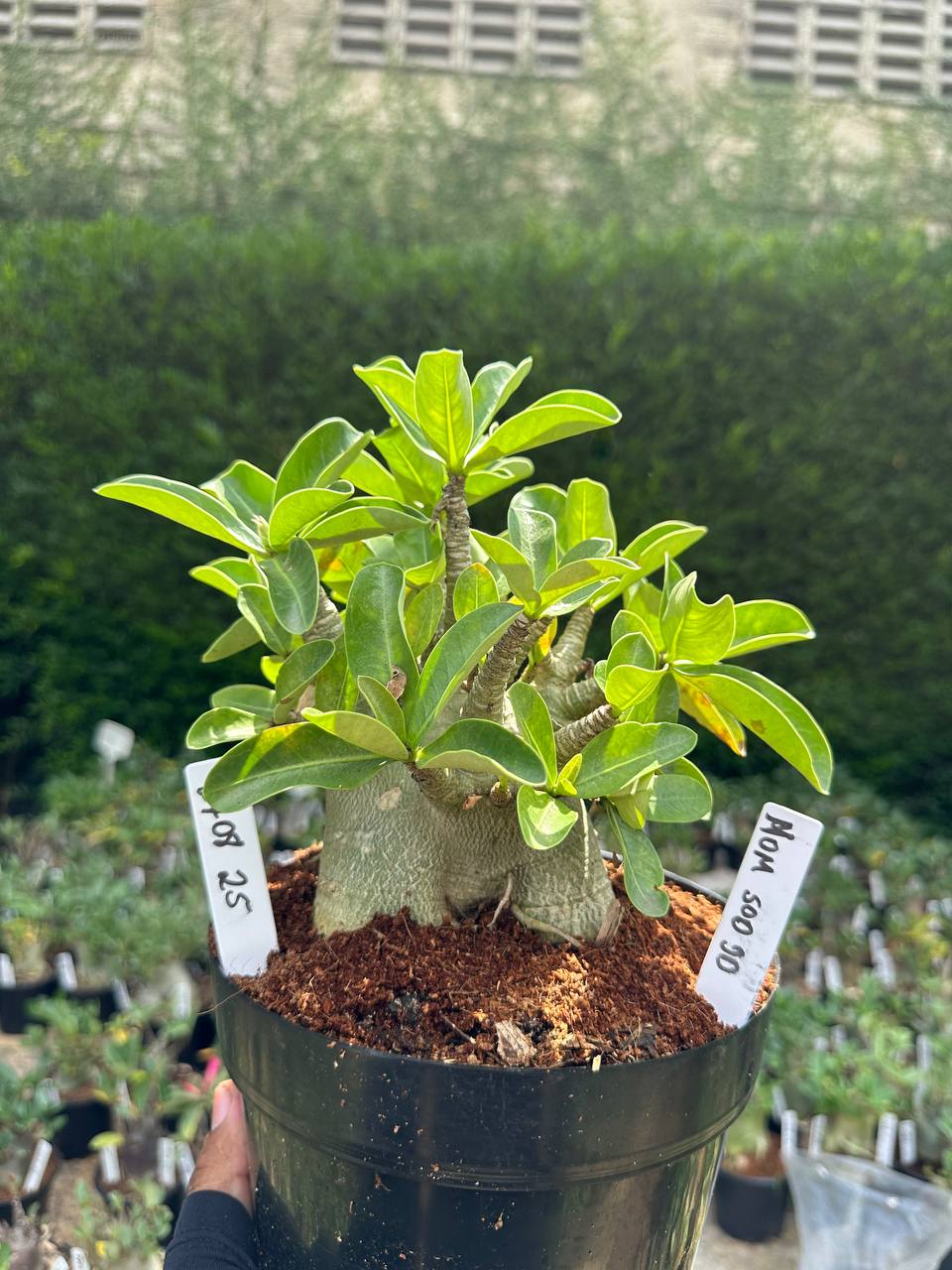 2708 25 Arabicum Nom Sod Dd - Adulta