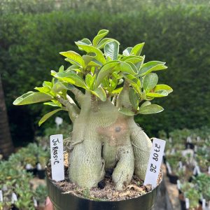 2708 26 Arabicum Jurassic - Adulta
