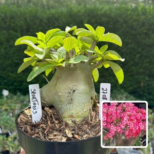 2708 27 Arabicum Spartacus - Adulta