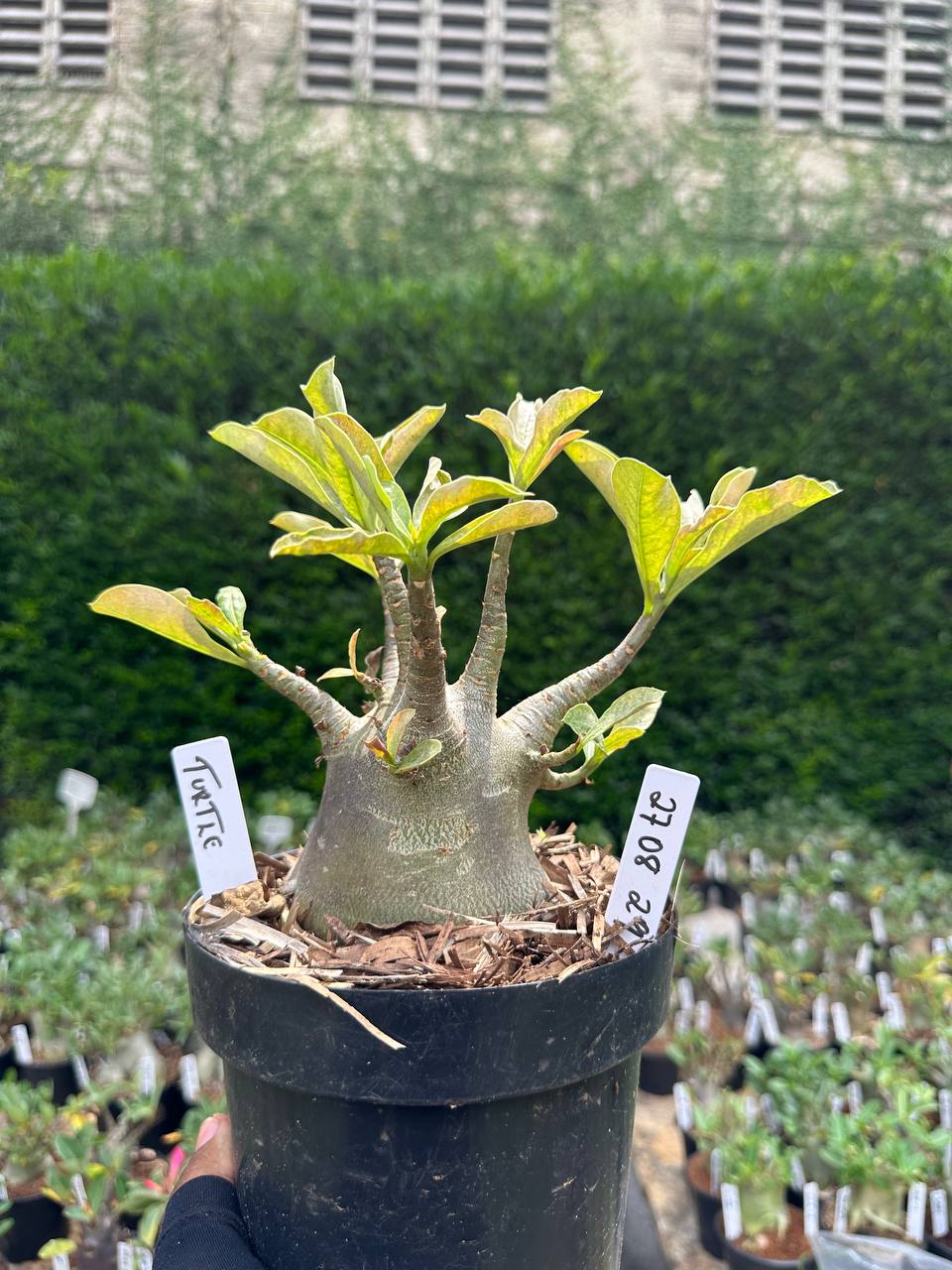 2708 29 Arabicum Tuttle - Adulta