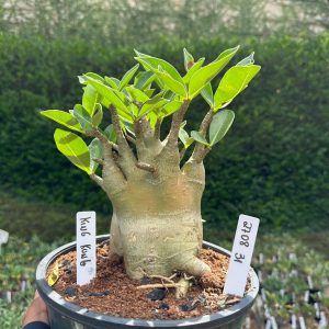 2708 31 Arabicum King Kong - Adulta