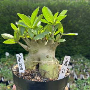 2708 32 Arabicum Thaí Soco - Adulta