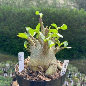 2708 33 Arabicum Urus - Adulta