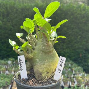 2708 34 Arabicum Urbano - Adulta
