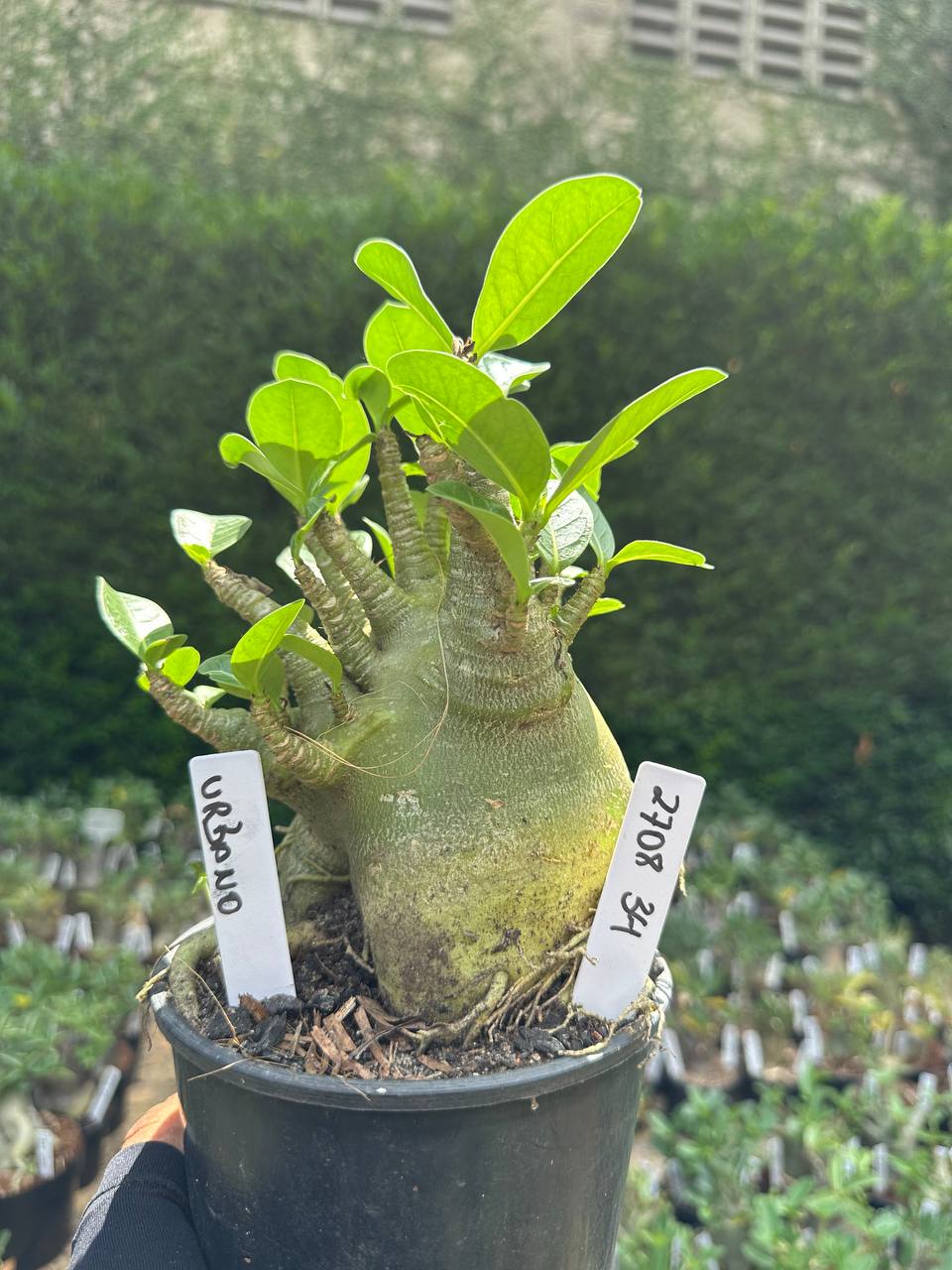 2708 34 Arabicum Urbano - Adulta