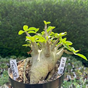 2708 35 Arabicum Triceratop - Adulta