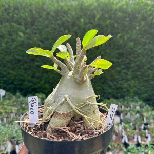2708 36 Arabicum Rhino - Adulta