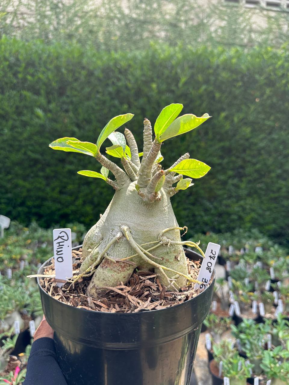 2708 36 Arabicum Rhino - Adulta