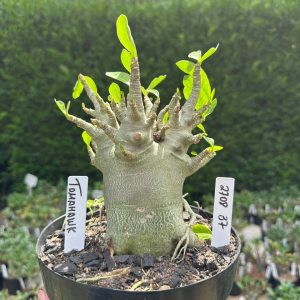 2708 37 Arabicum Tomahawk - Adulta