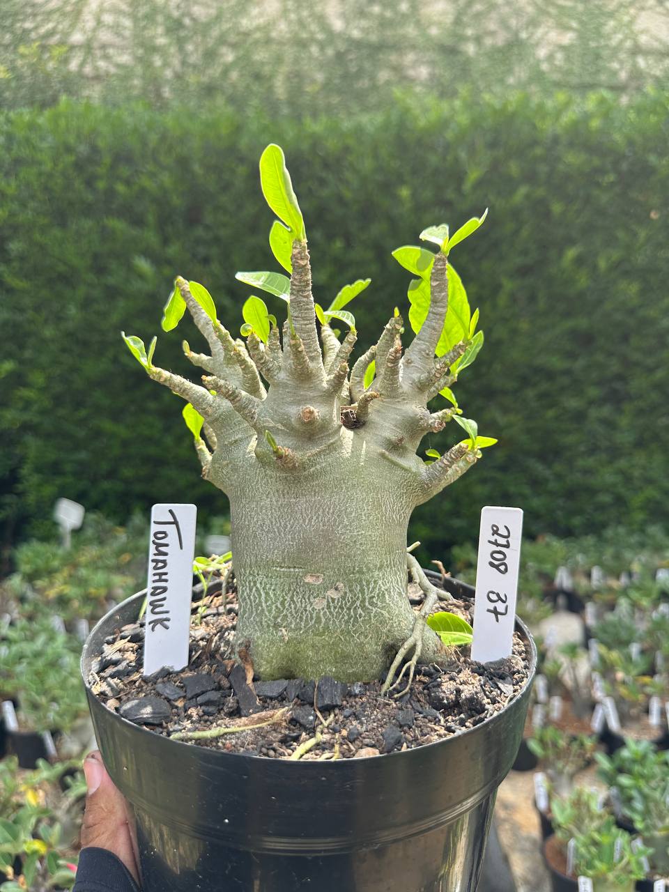 2708 37 Arabicum Tomahawk - Adulta