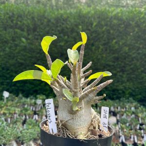 2708 38 Arabicum Colossus - Adulta