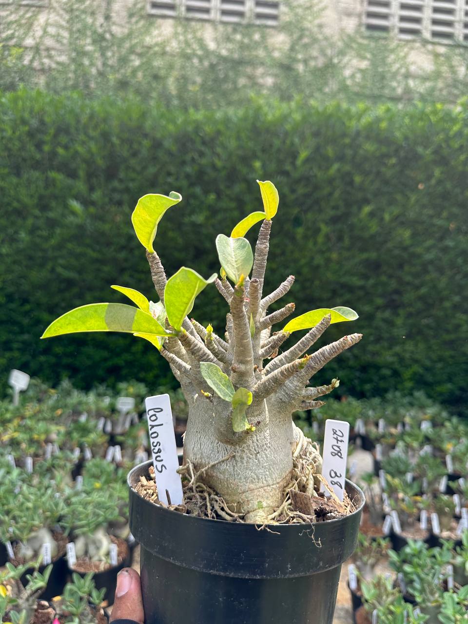 2708 38 Arabicum Colossus - Adulta