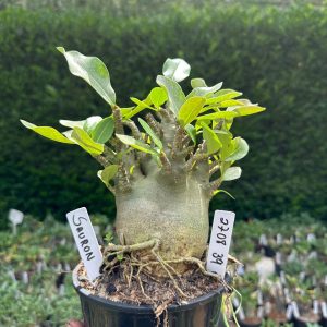 2708 39 Arabicum Sauron - Adulta