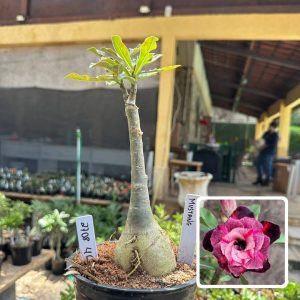 2708 40 Rosa do Deserto Mustang