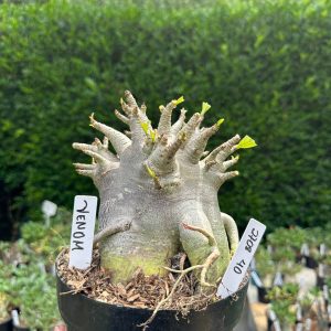 2708 40 Arabicum Venom - Adulta