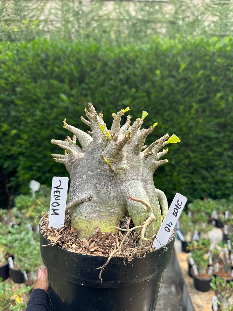 2708 40 Arabicum Venom - Adulta