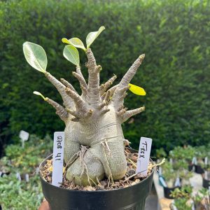 2708 41 Arabicum T-Rex - Adulta