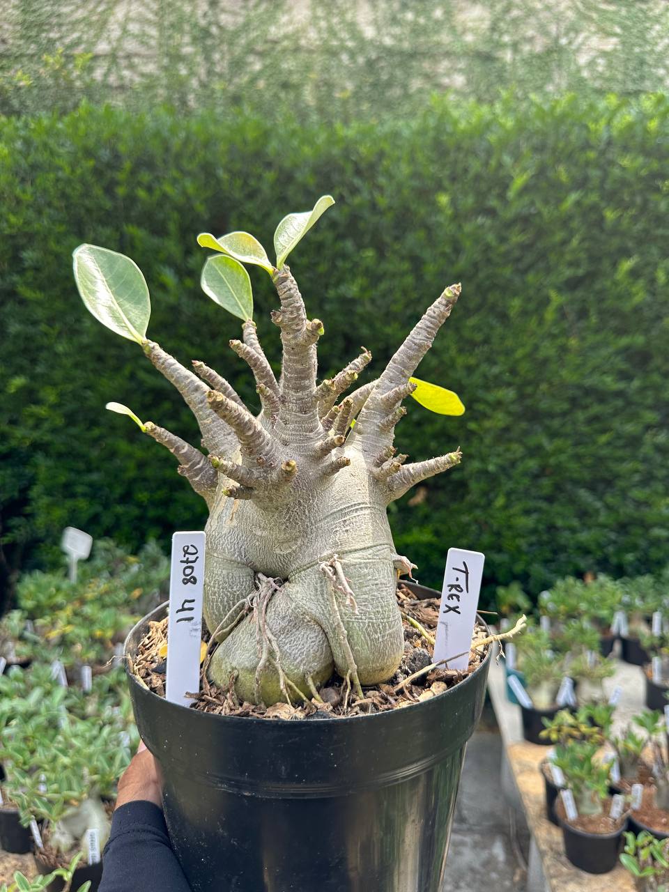 2708 41 Arabicum T-Rex - Adulta