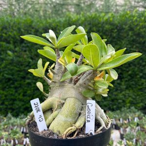 2708 42 Arabicum Godzilla - Adulta