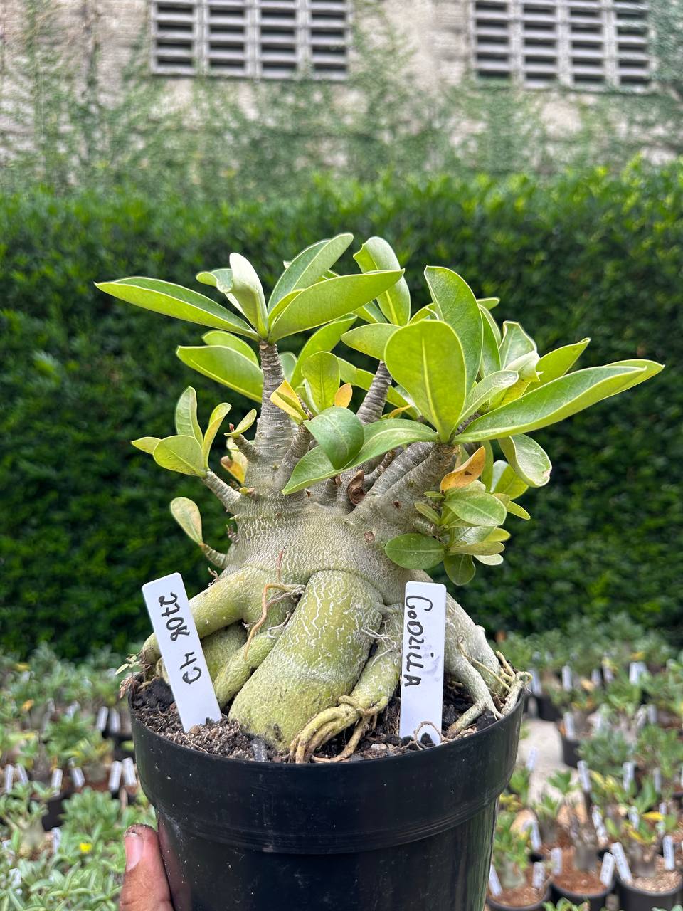 2708 42 Arabicum Godzilla - Adulta