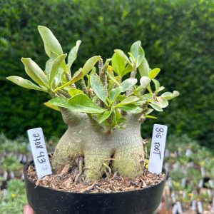 2708 43 Arabicum Big Foot - Adulta