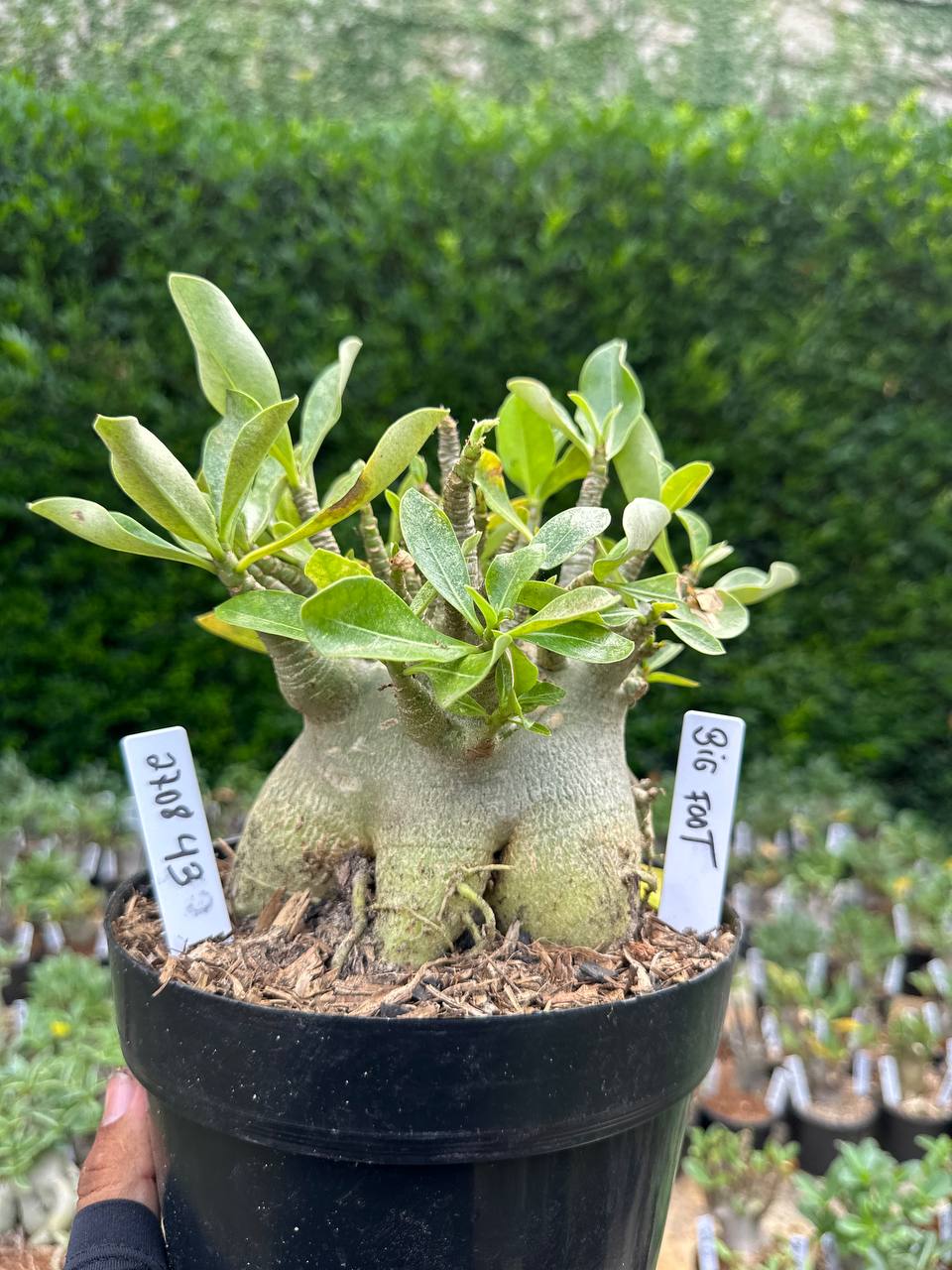 2708 43 Arabicum Big Foot - Adulta