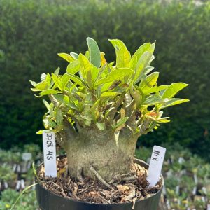 2708 45 Arabicum Nix - Adulta