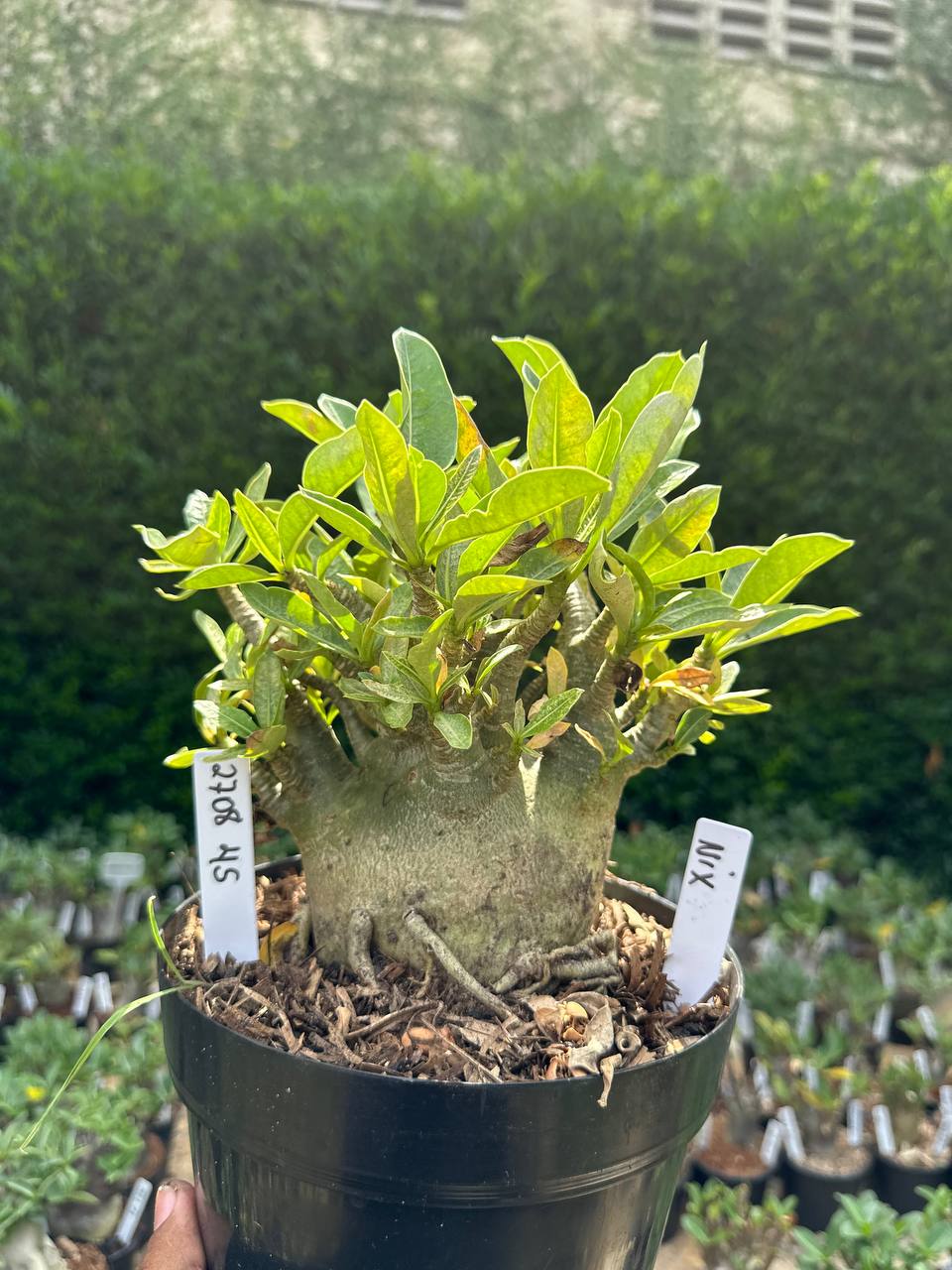 2708 45 Arabicum Nix - Adulta