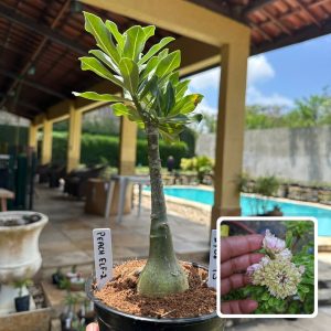 2708 45 Rosa do Deserto Peach Elf 2