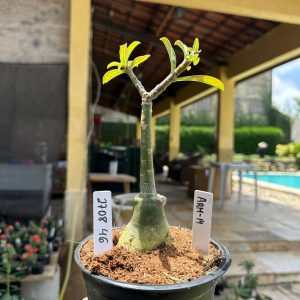 2708 46 Rosa do Deserto Arm-14
