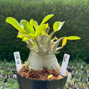 2708 46 Arabicum Tank - Adulta