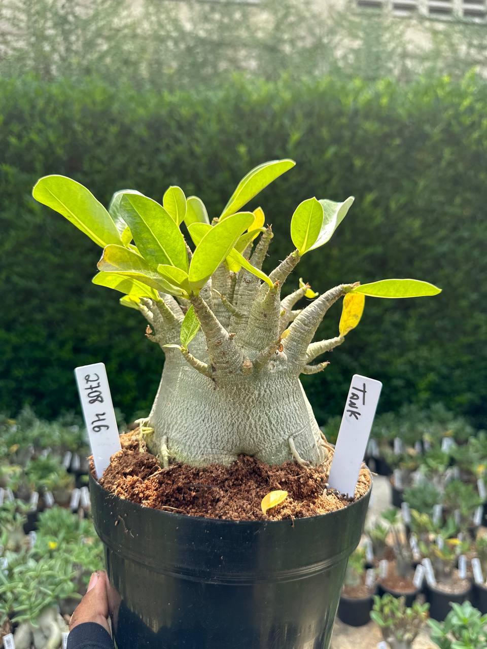 2708 46 Arabicum Tank - Adulta
