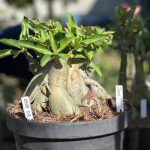 2708 49 Arabicum Zeus - Adulta