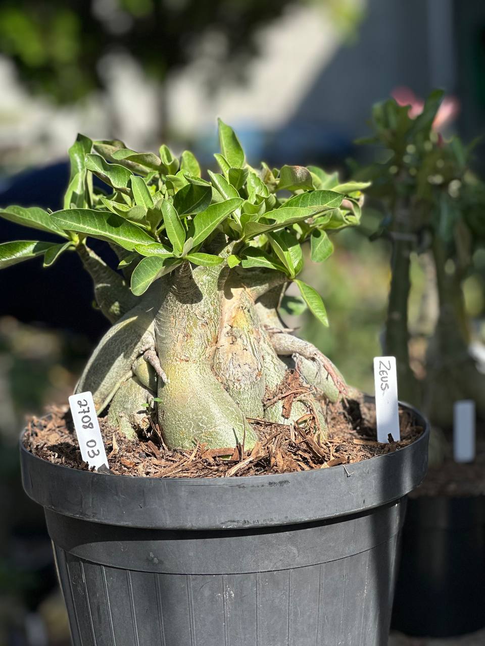 2708 49 Arabicum Zeus - Adulta
