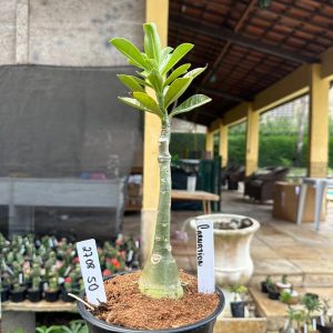2708 50 Rosa do Deserto Carnation