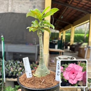 2708 52 Rosa do Deserto Pathumma