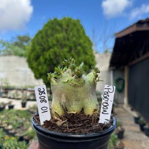 2808 01 Arabicum Poseidon F3