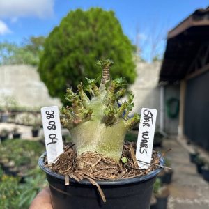2808 04 Arabicum Star wars F3
