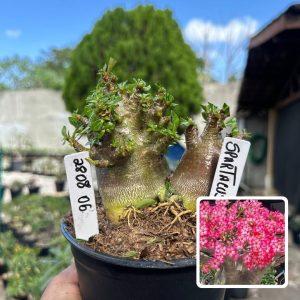 2808 06 Arabicum Spartacus F3