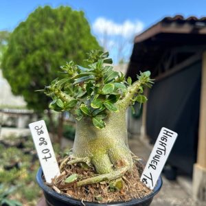 2808 07 Arabicum Higtower Tigrada F3