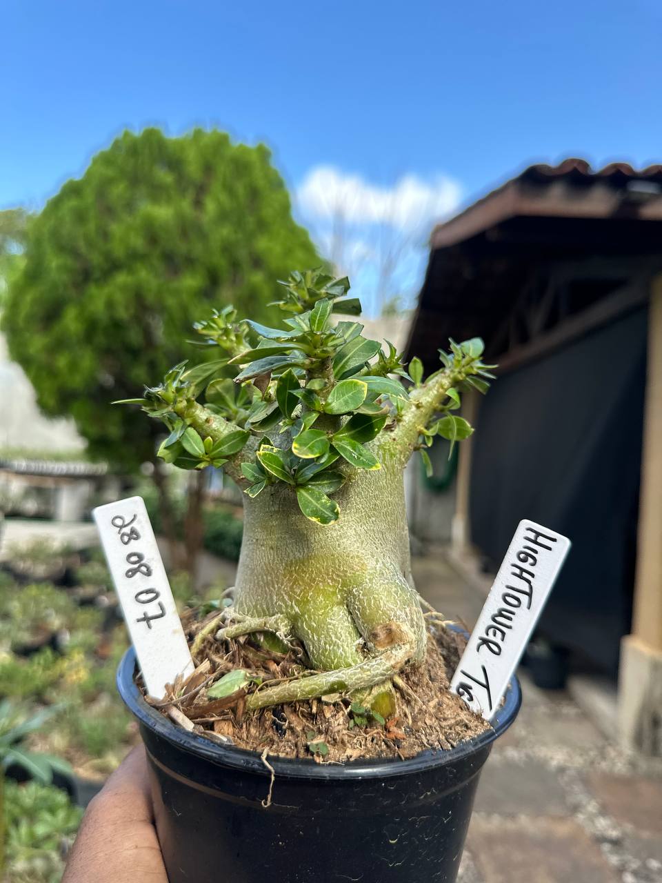 2808 07 Arabicum Higtower Tigrada F3