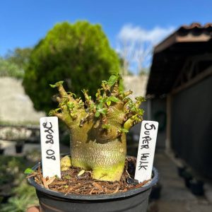 2808 08 Arabicum Super Hulk F3