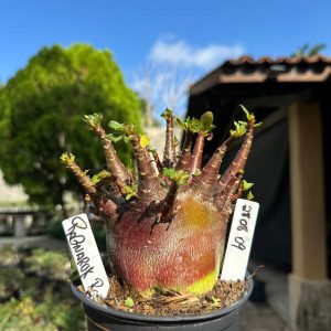 2808 09 Arabicum Ragnarok Red F3