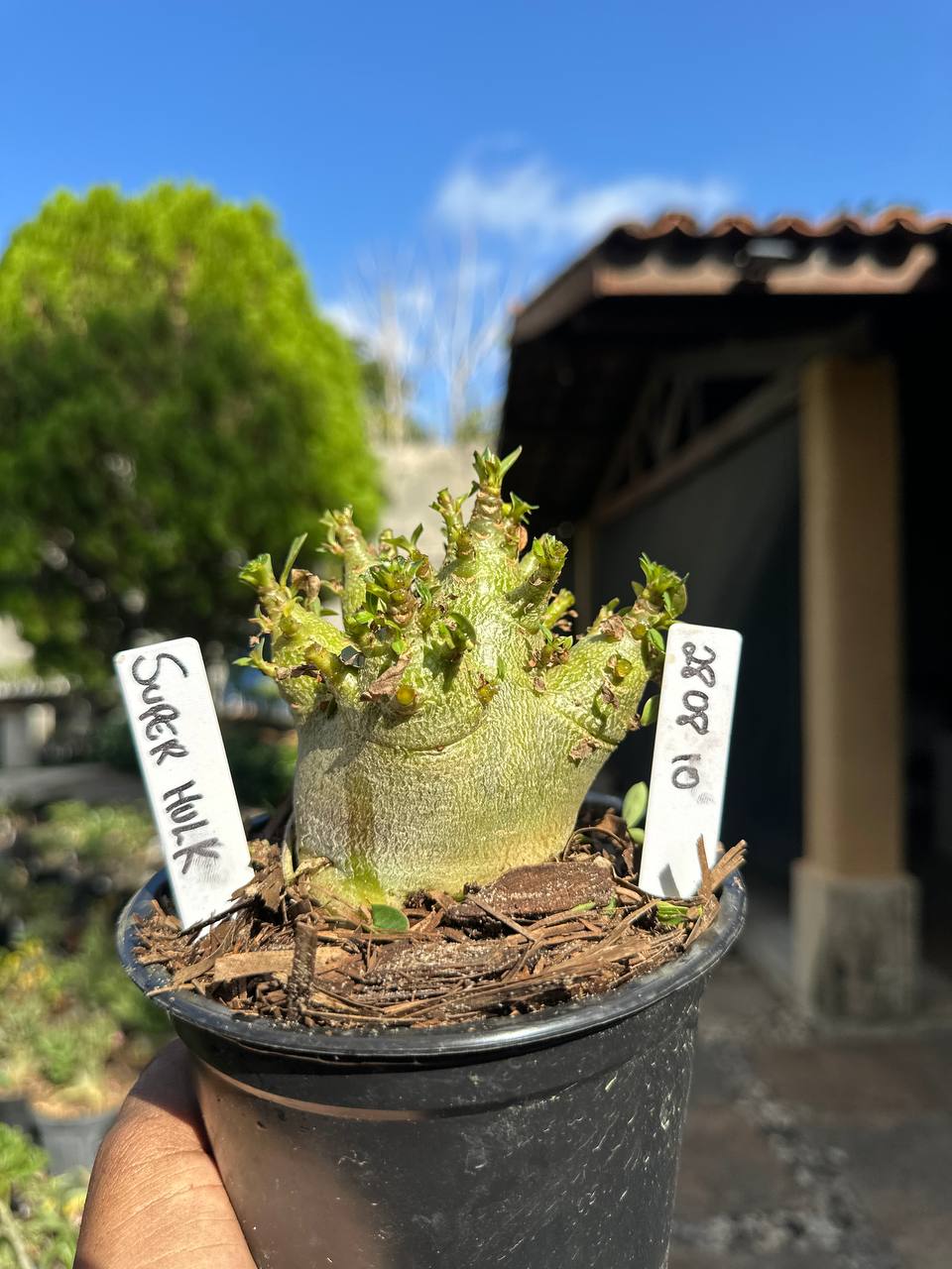 2808 10 Arabicum Super Hulk F3