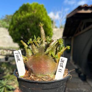 2808 11 Arabicum Thor F3