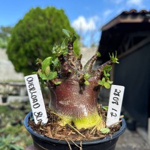 2808 12 Arabicum Overload F3